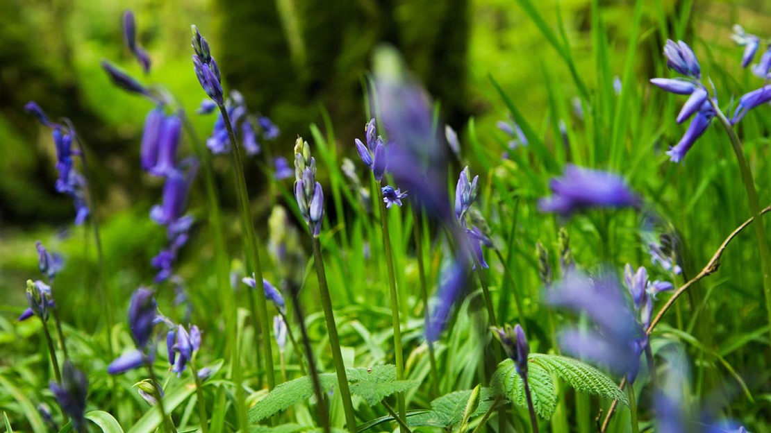 Bluebells, close-up, Bovey Valley Woods