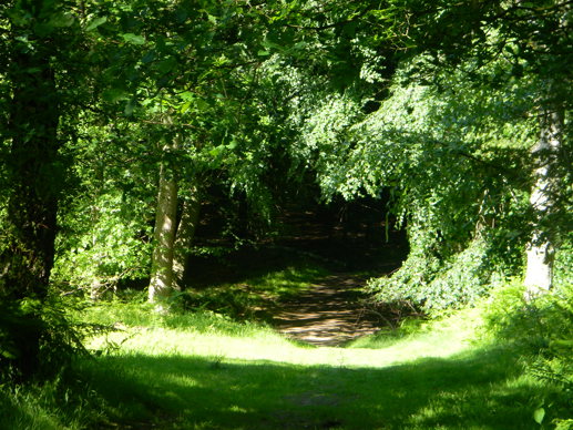 Ashridge Estate Ashridge Park Woodland Trust