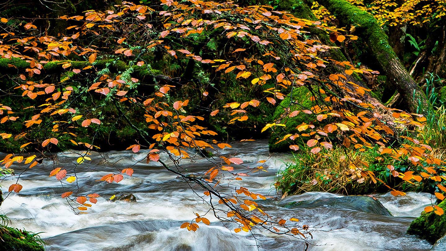 Bovey Valley Woods Visiting Woods Woodland Trust