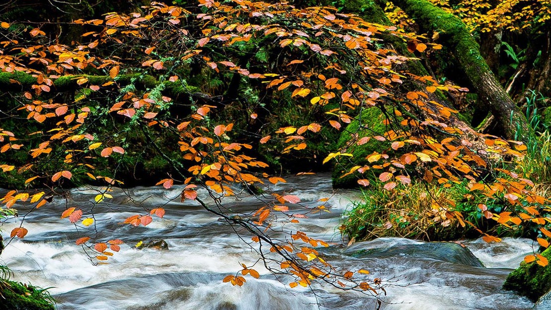 Branch overhanging river, Bovey Valley Woods