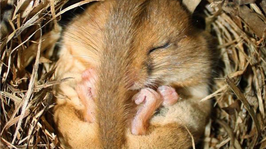 Sleeping dormouse, close-up, Bovey Valley Woods