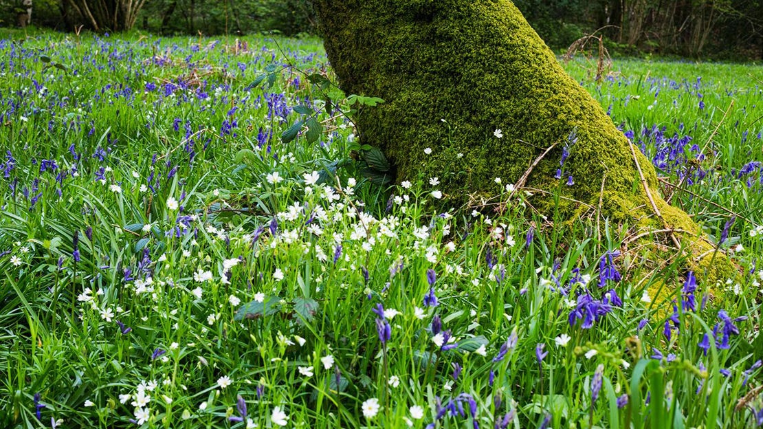 Wildflower grassland, Bovey Valley Woods