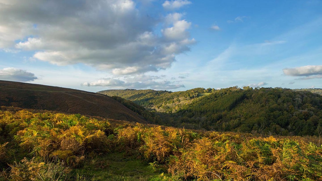 Hill landscape, Bovey Valley Woods
