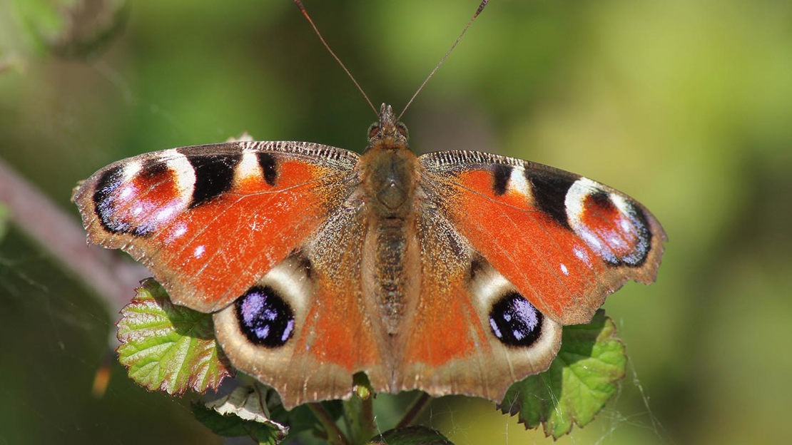 Peacock butterfly, Cefn Ila