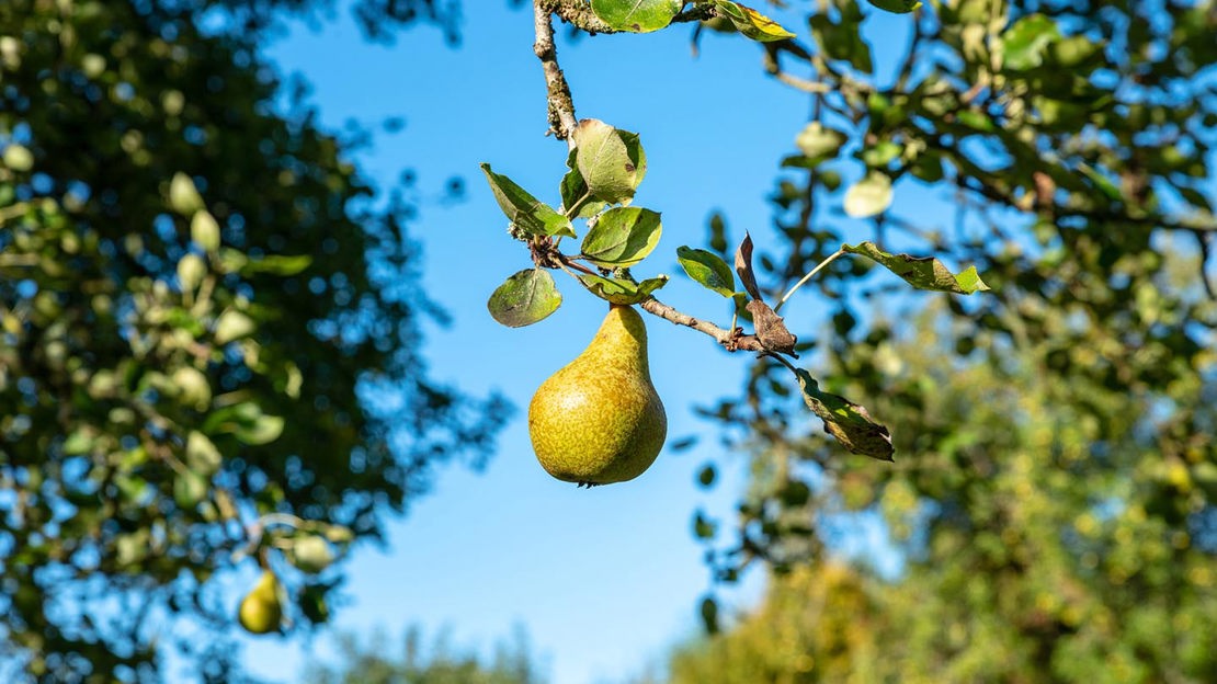 Ripe pear on pear tree branch, Cefn Ila