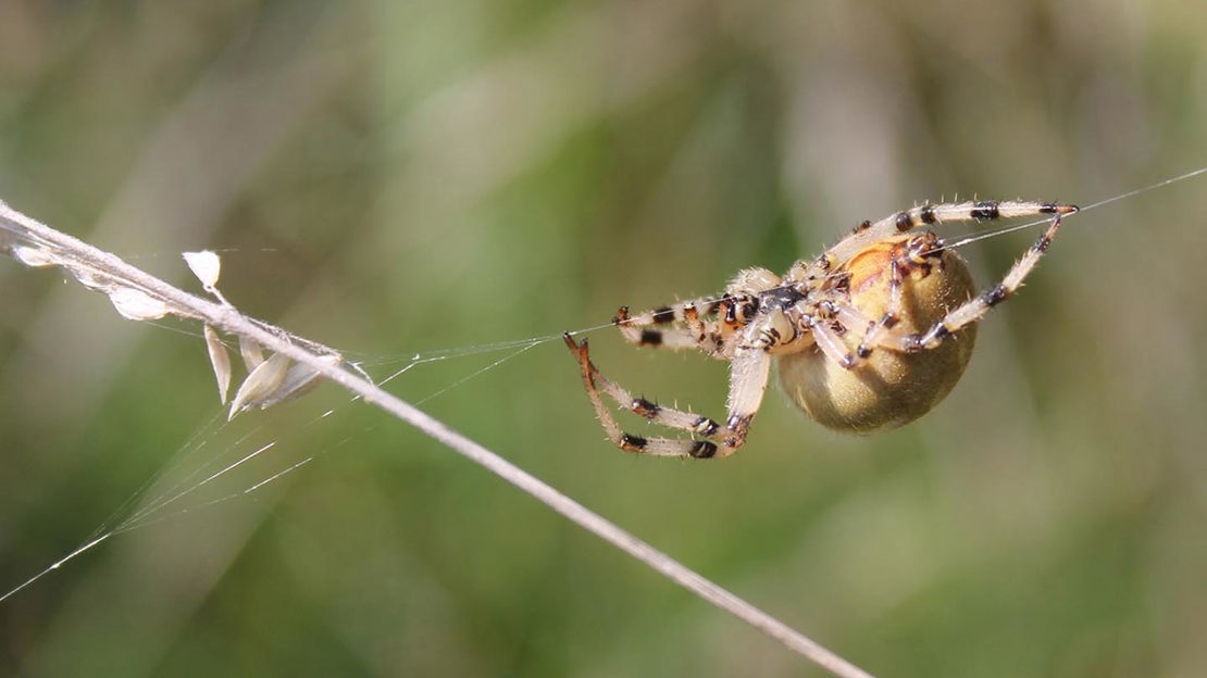 Close-up of stripey-legged spider spinning a web, Cefn Ila