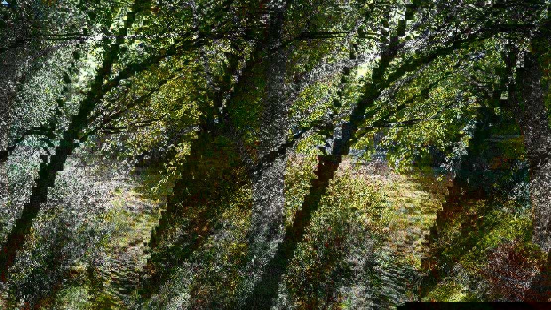 Tree in silhouette, Cefn Ila