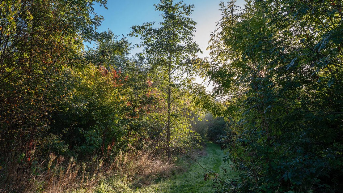 Grass path, Cefn Ila