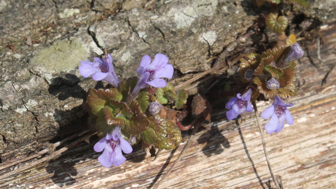 Ground ivy on an elder stump, Cefn Ila