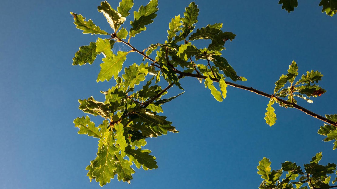 Oak leaves against cloudless blue sky, Cefn Ila
