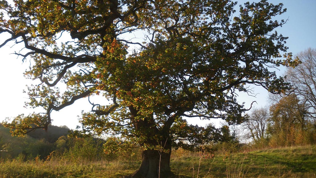 Majestic oak tree, Cefn Ila