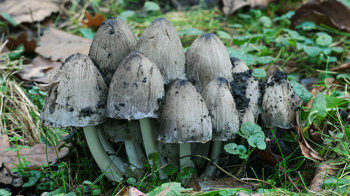 Common inkcap fruiting bodies Common inkcap fruiting bodies