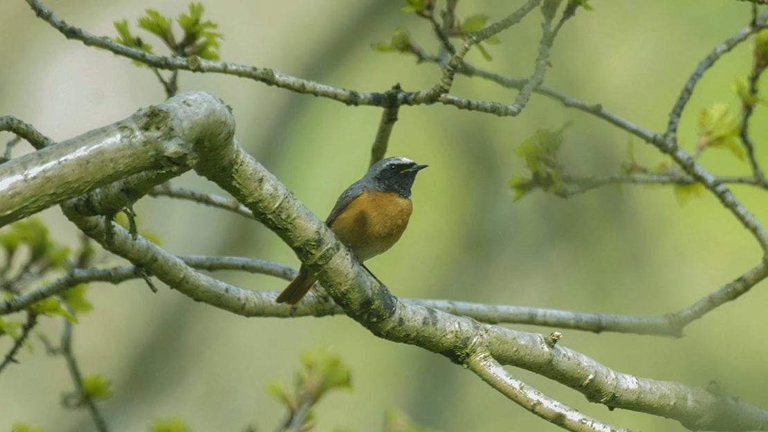 Redstart, Coed Cymerau Isaf