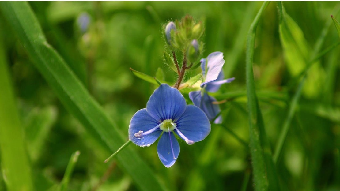 Speedwell, Coed Cymerau Isaf
