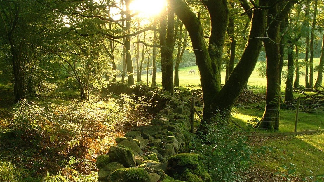 Stone wall, Coed Cymerau Isaf