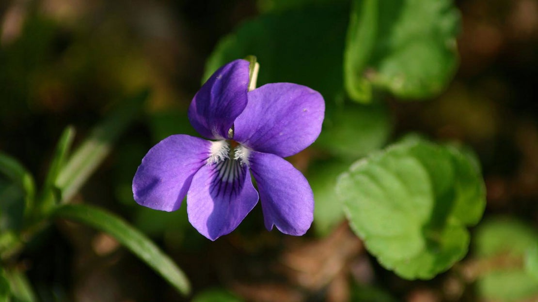 Violets, close-up, Coed Cymerau Isaf