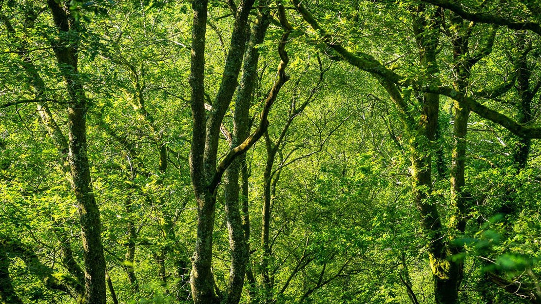 View into woods, Coed Cymerau Isaf