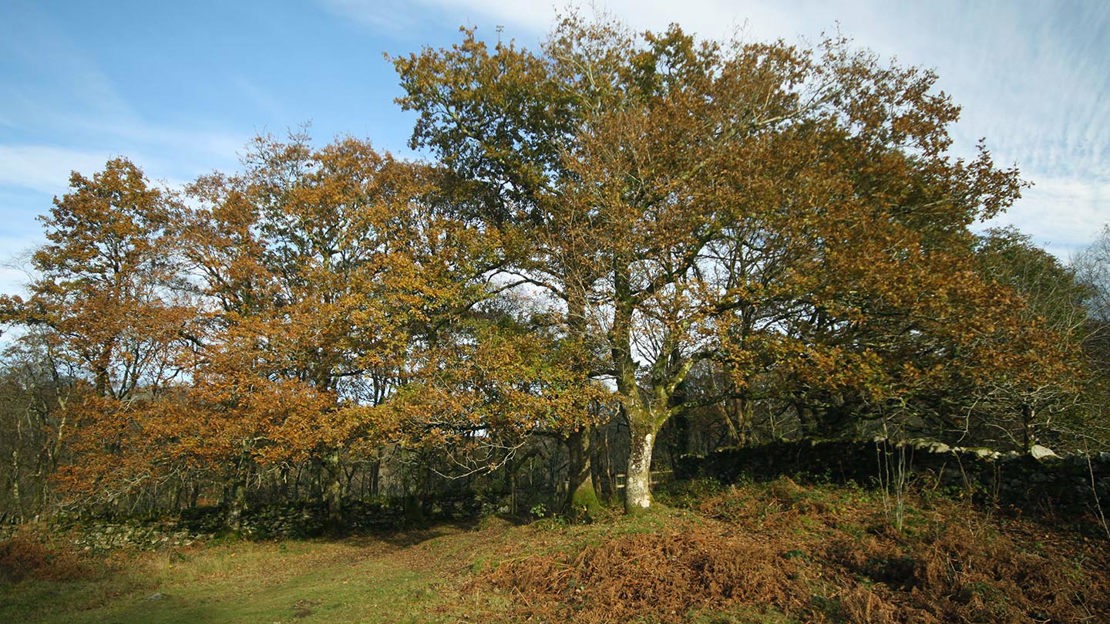 Autumn trees, Coed Cymerau Isaf