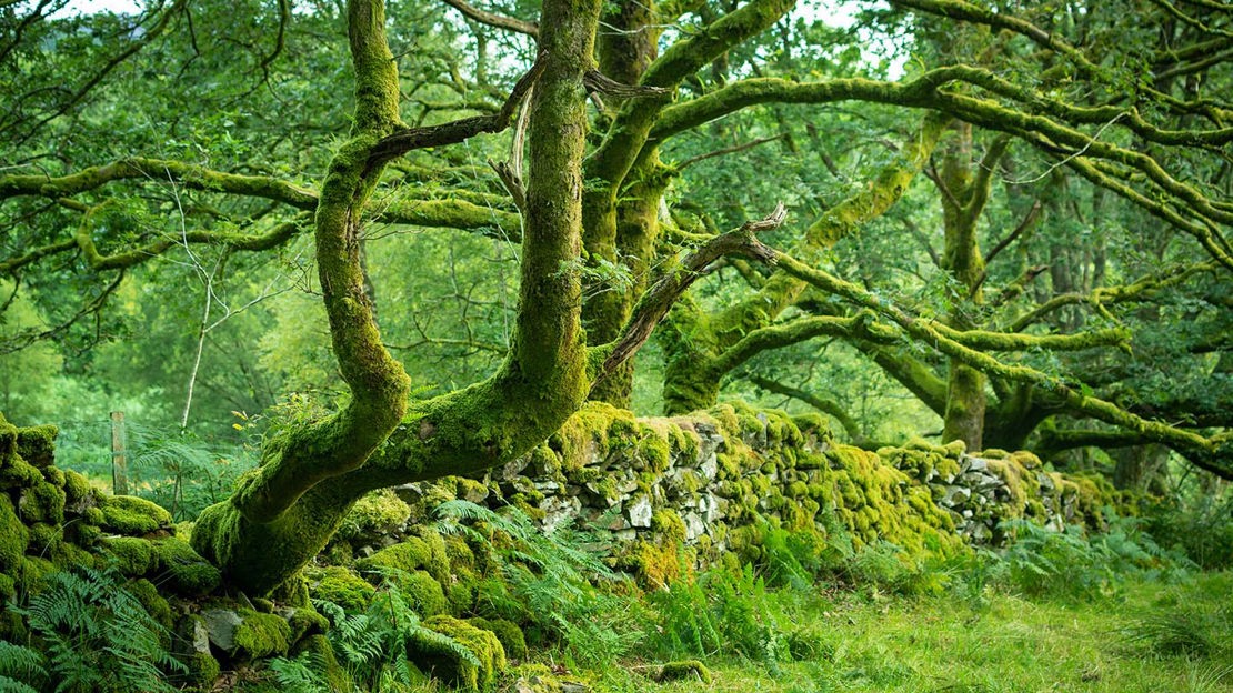Mossy trees, Coed Cymerau Isaf