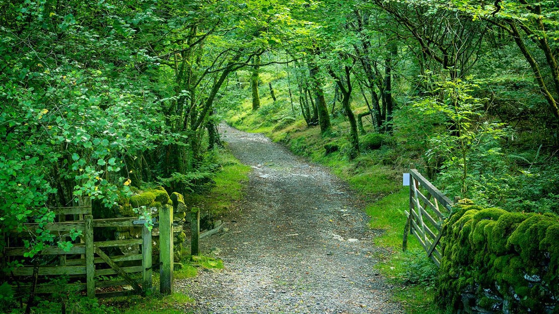 Gate open to path through woodland, Coed Cymerau Isaf