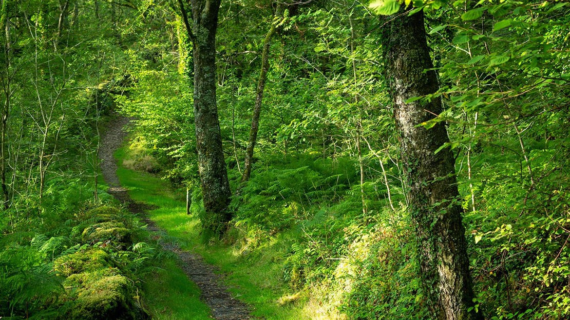 Path alongside mossy stone wall, Coed Cymerau Isaf