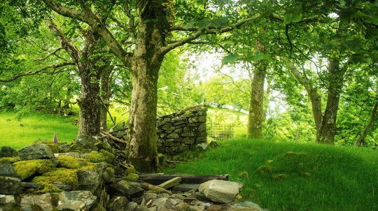 Stone wall, Coed Felinrhyd and Llennyrch