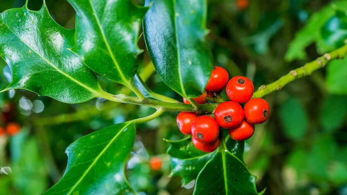 Holly berries, close-up, Coed Felinrhyd and Llennyrch