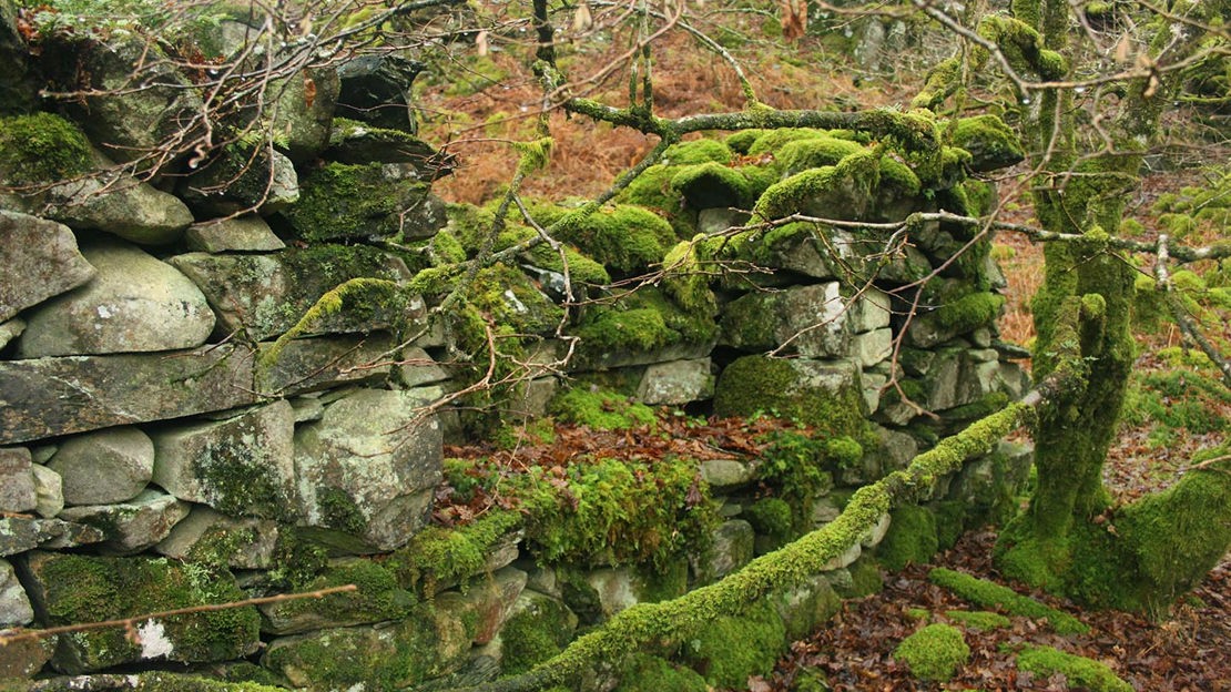 Mossy stone wall, Coed Felinrhyd and Llennyrch