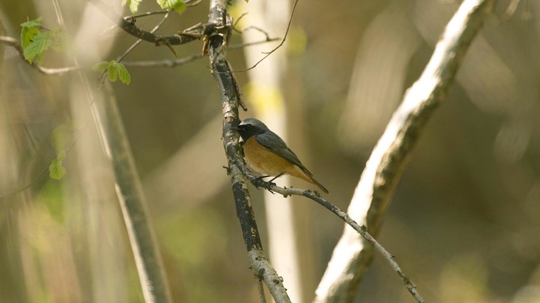 Redstart, Coed Hafod y Llyn