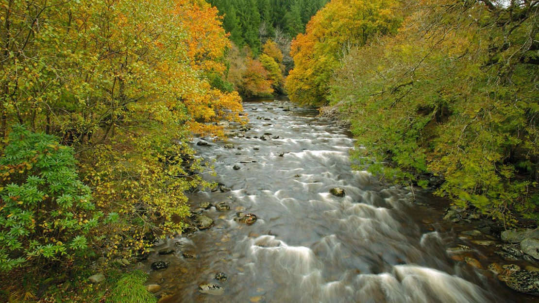 Flowing river, Coed Hafod Y Llyn