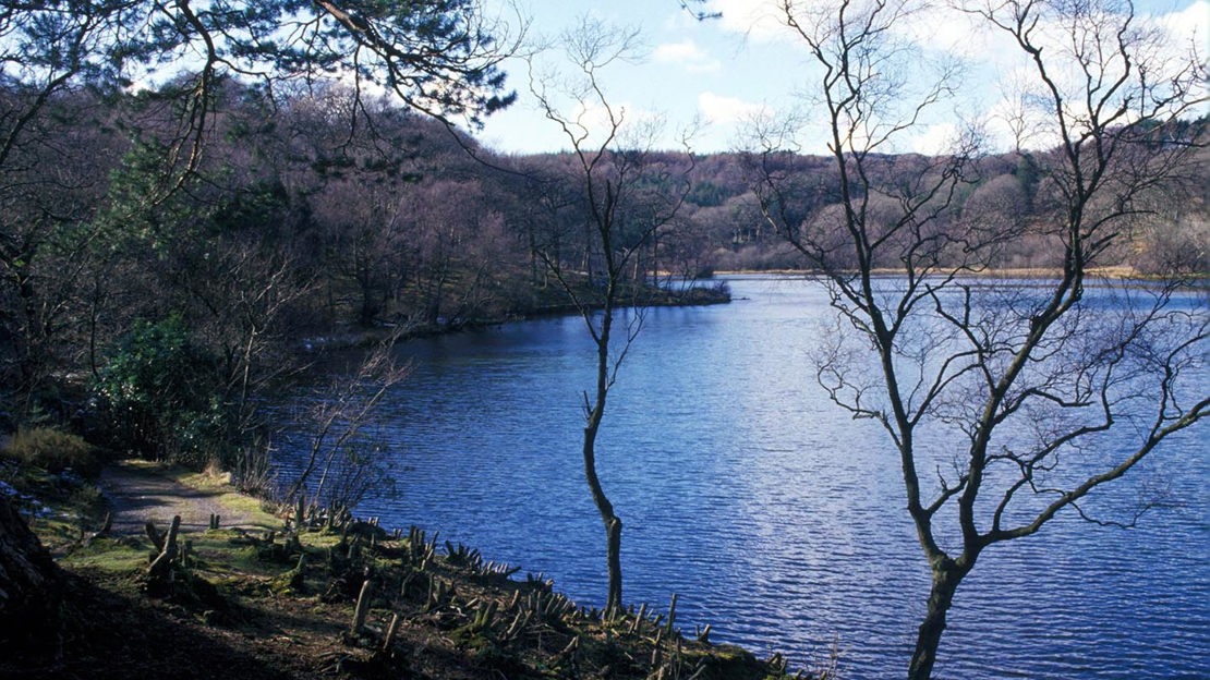 Leafless trees overlooking lake, Coed Hafod Y Llyn