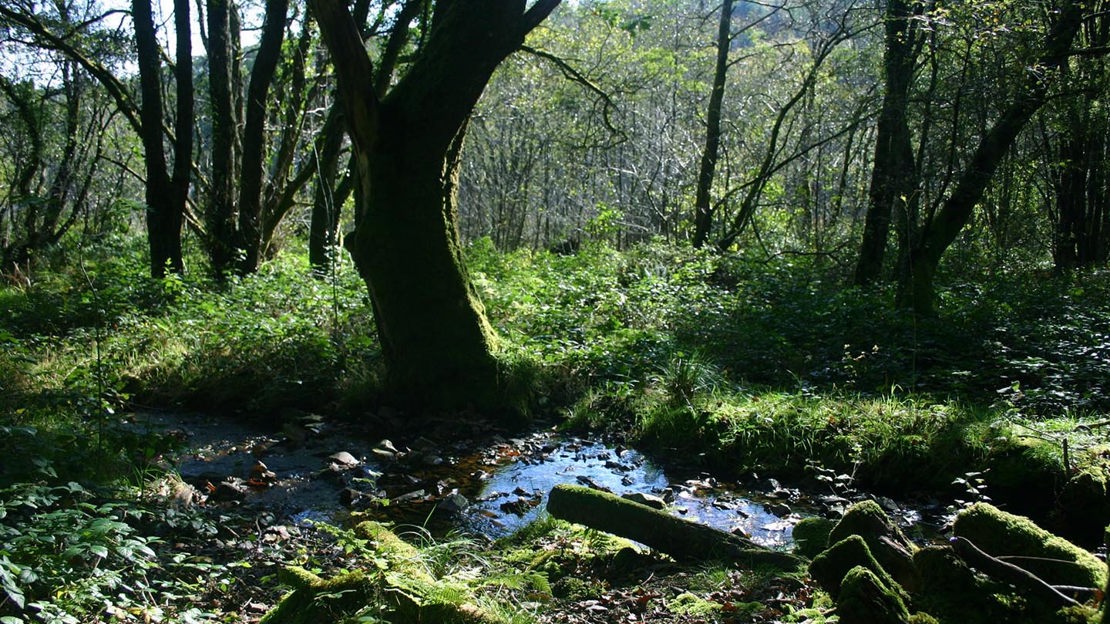 Narrow stream flowing through woodland, Coed Hafod Y Llyn