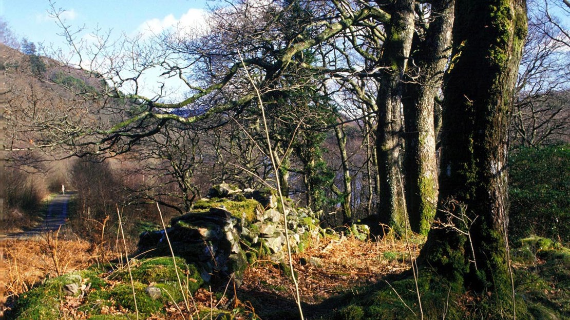 Leafless trees, Coed Hafod Y Llyn