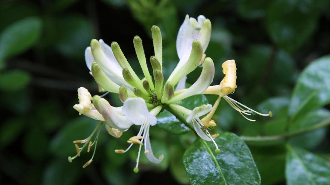 Honeysuckle, close-up, Coed Hafod Y Llyn
