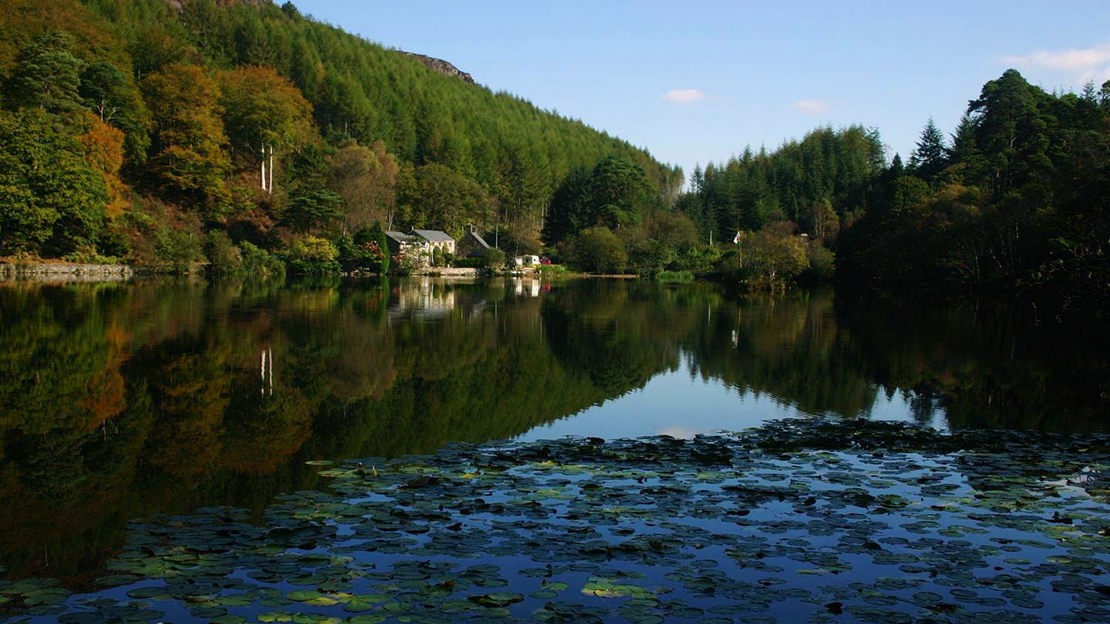 Llyn Mair, Coed Hafod Y Llyn