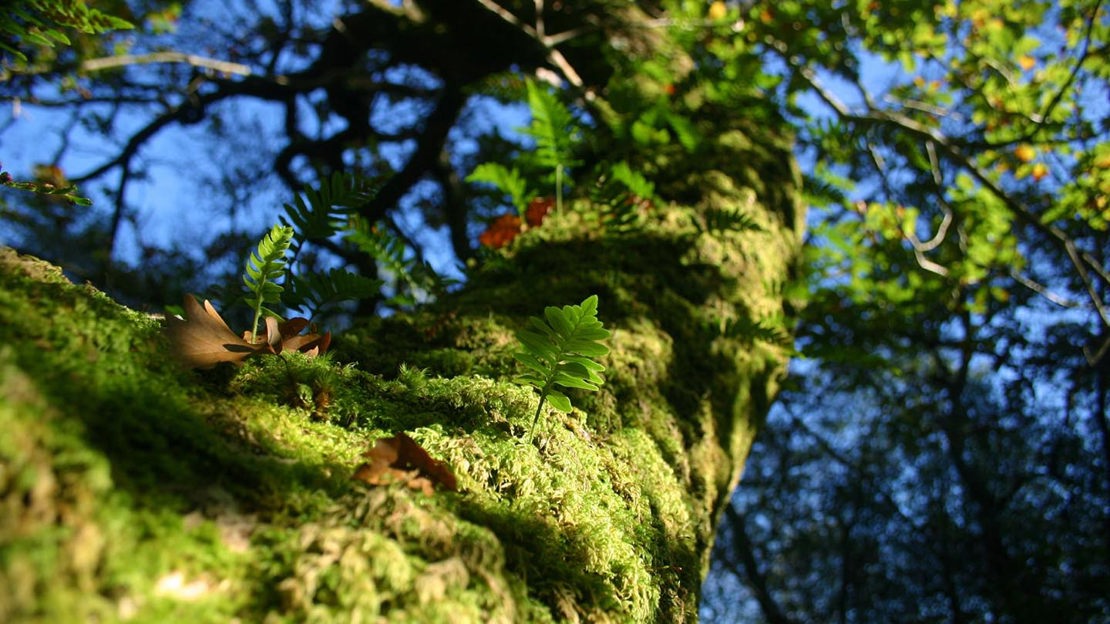 Mossy branch, Coed Hafod Y Llyn
