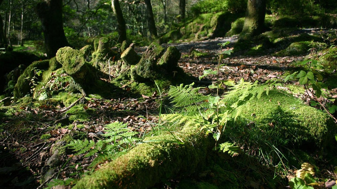 Mossy stumps, Coed Hafod Y Llyn