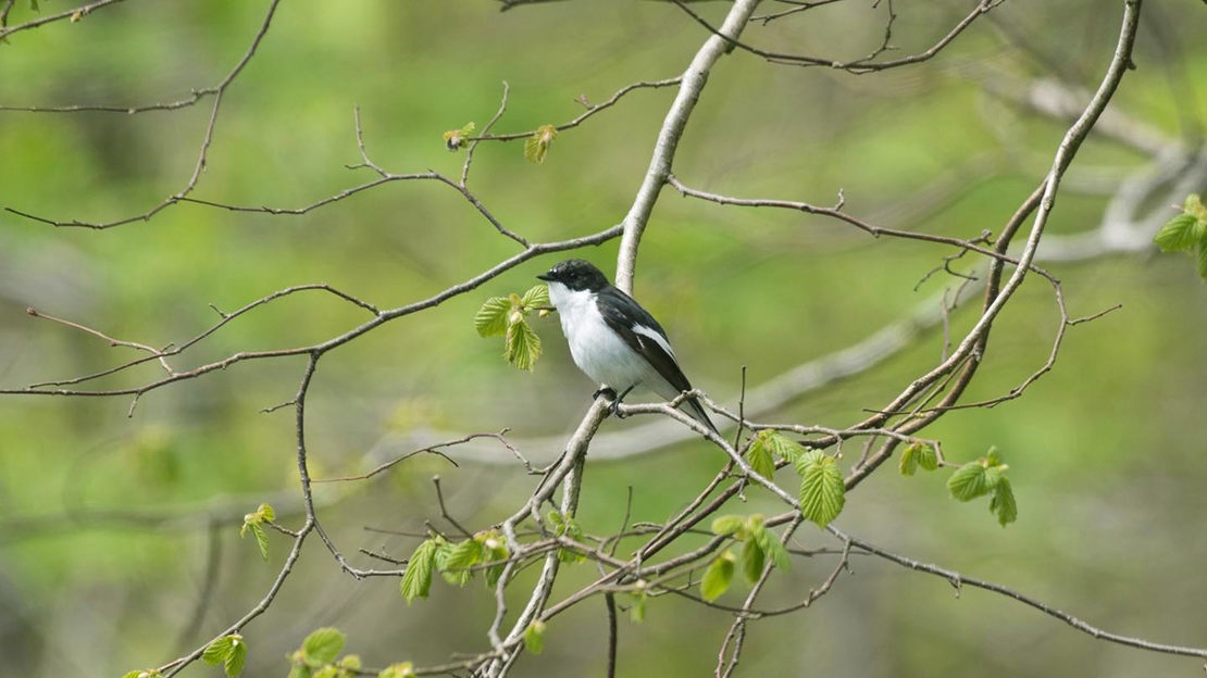 Pied Flycatcher, close-up, Coed Hafod Y Llyn