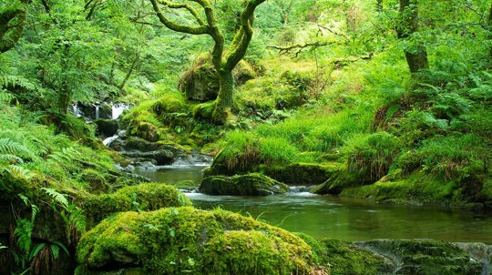 Stream flowing through mossy woodland, Coed Nant Gwernol and Coed Hendrewallog