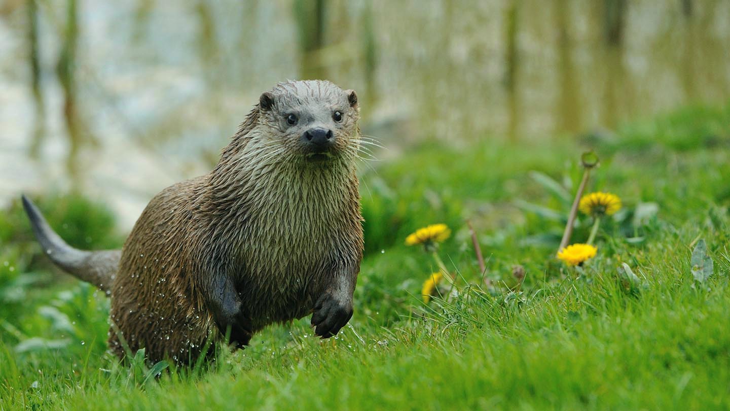 Otter (Lutra lutra) - British Mammals - Woodland Trust