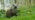 Otter in meadow,  Coed Nant Gwernol and Coed Hendrewallog 