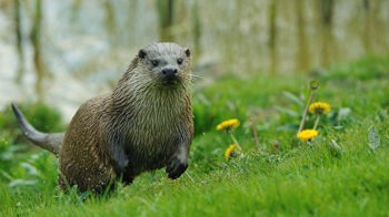 Otter in meadow,  Coed Nant Gwernol and Coed Hendrewallog  Otter in meadow,  Coed Nant Gwernol and Coed Hendrewallog