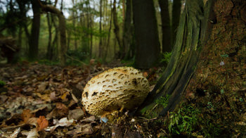 Common earthball in dark autumn woodland