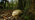 Common earthball in dark autumn woodland
