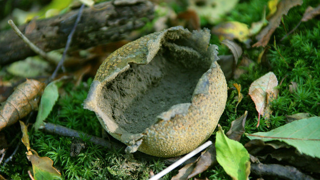 Extinct Ball Common Earthball (Scleroderma citrinum) - Woodland Trust