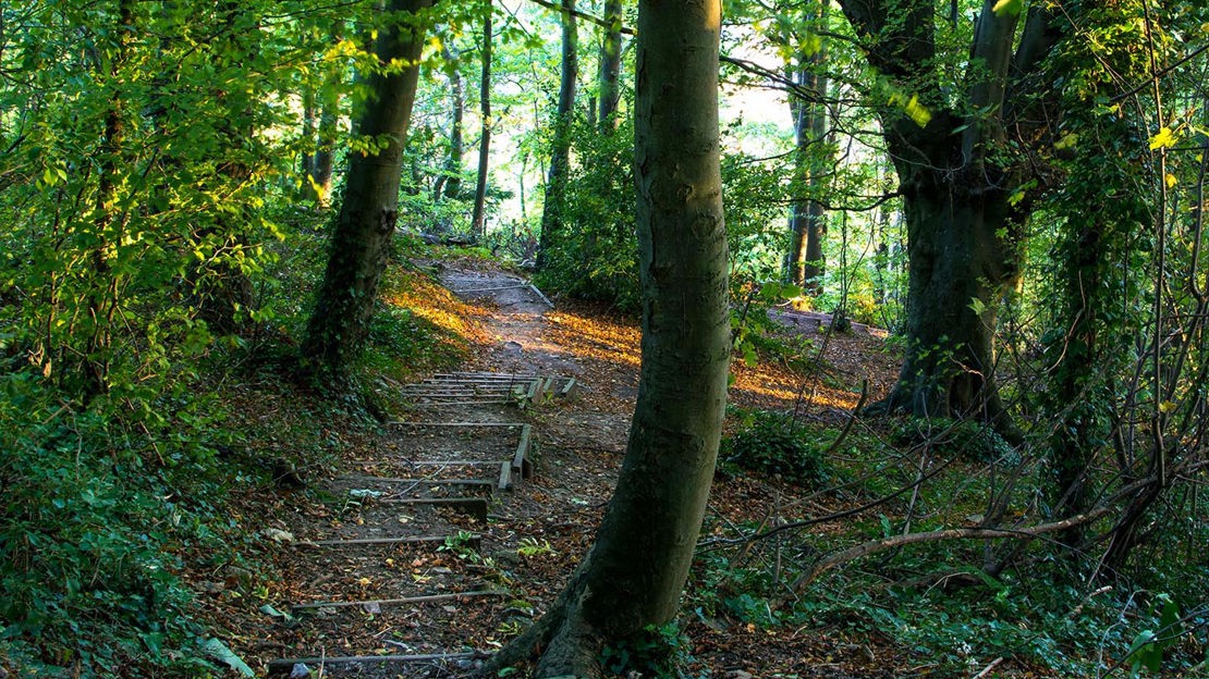 Stepped path through woodland, Coed Y Gopa
