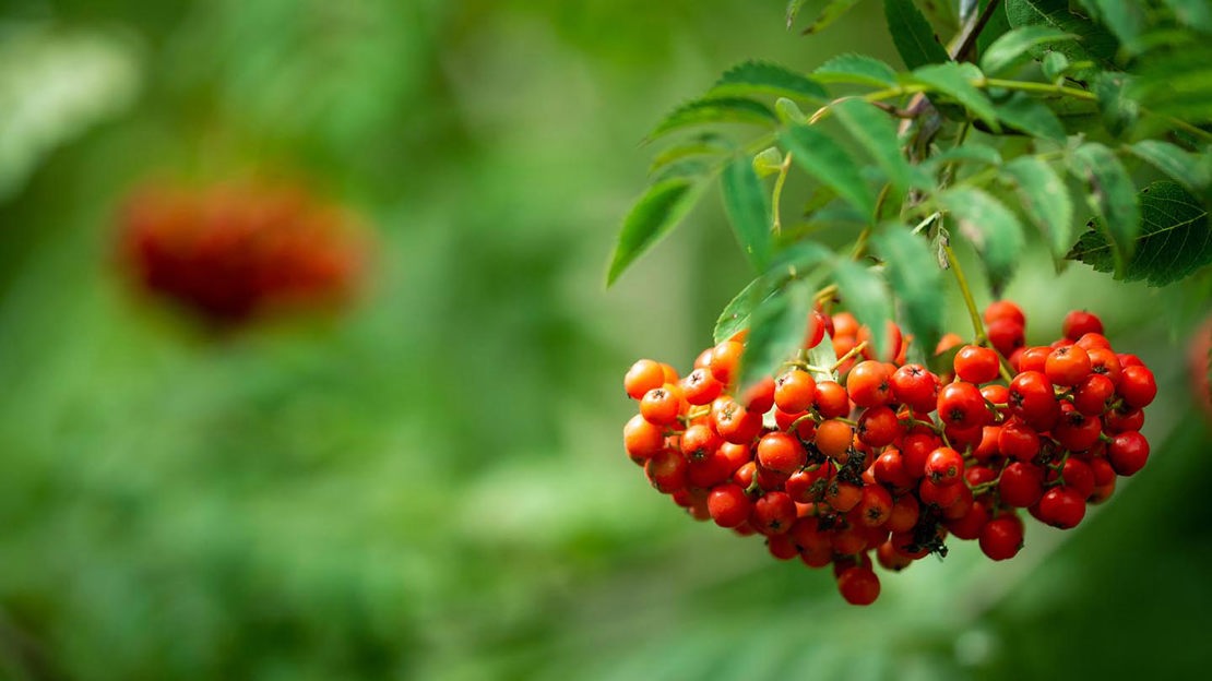 Rowan berries, close-up, Coed Ysgubor Wen