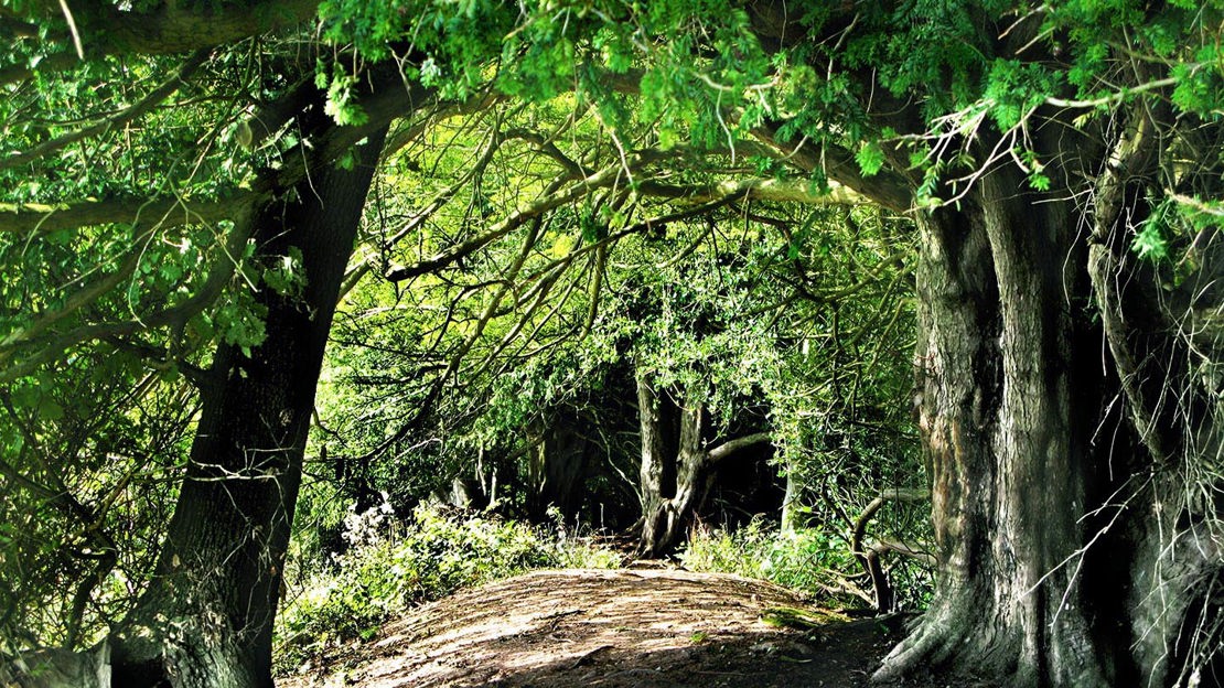 Path through woodland, Credenhill Park Wood