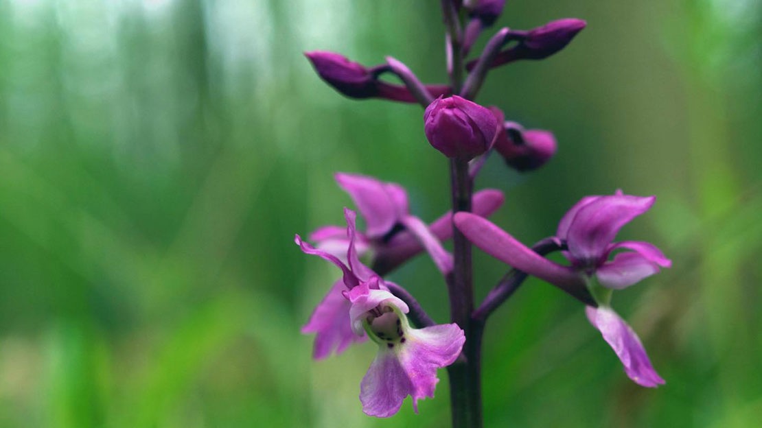Purple orchid, close-up, Credenhill Park Wood