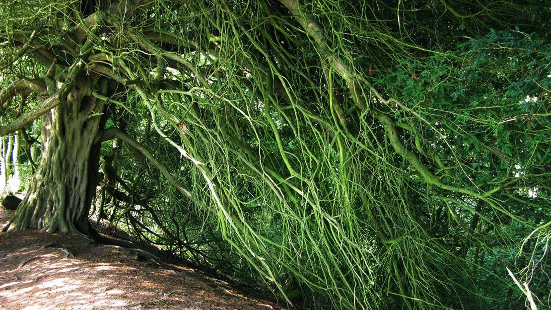 Twisted tree with wide canopy, Credenhill Park Wood